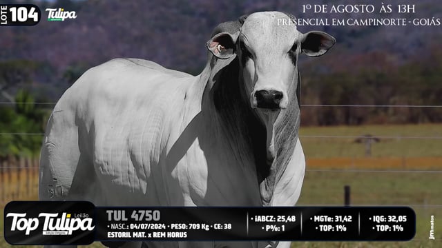 Lote 104