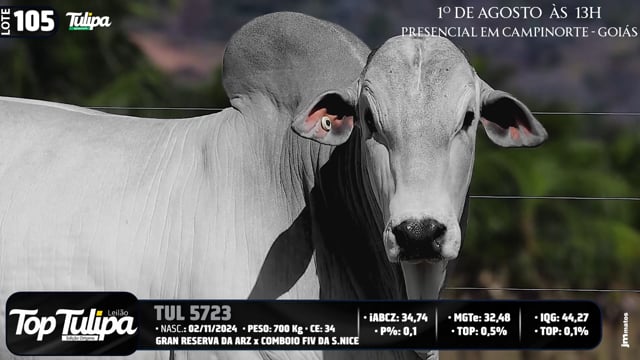 Lote 105