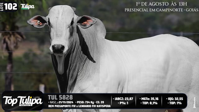 Lote 102