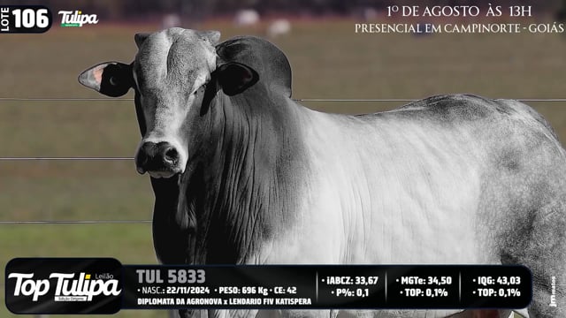 Lote 106