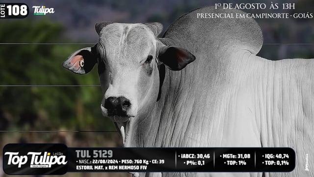 Lote 108