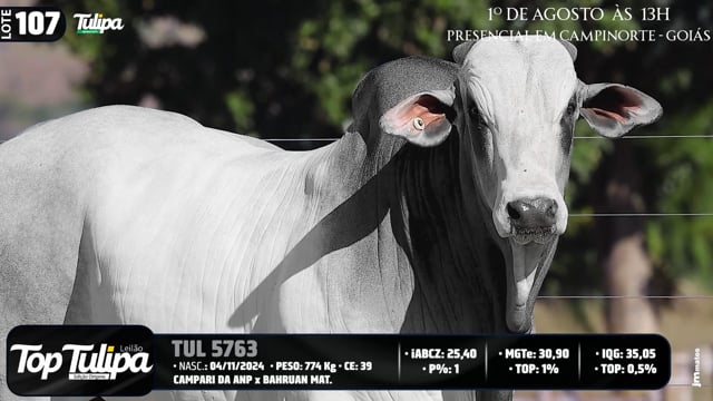 Lote 107