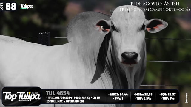 Lote 88