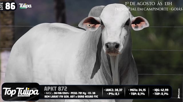 Lote 86