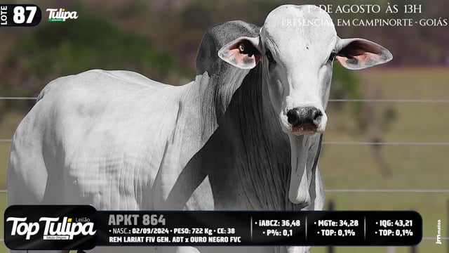 Lote 87
