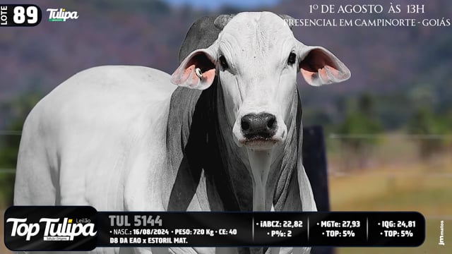 Lote 89
