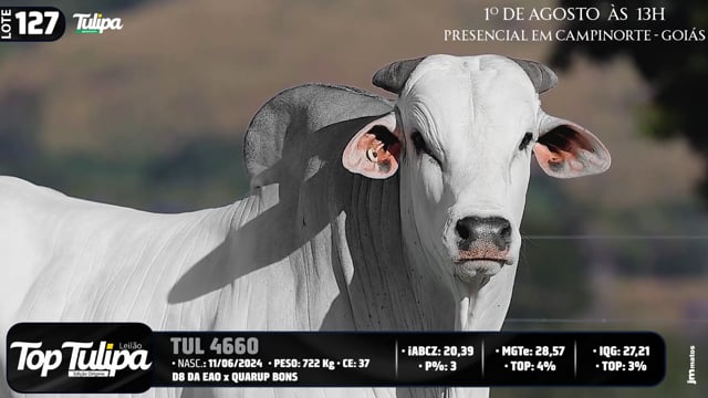 Lote 127