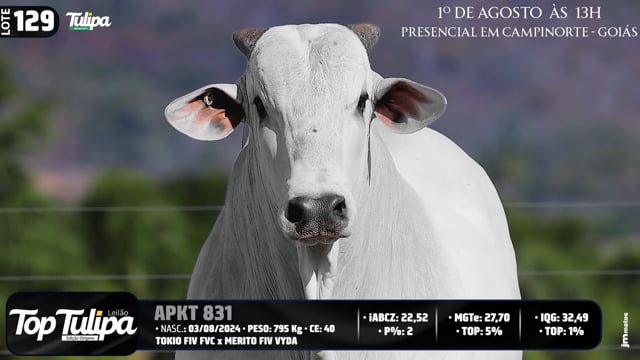 Lote 129