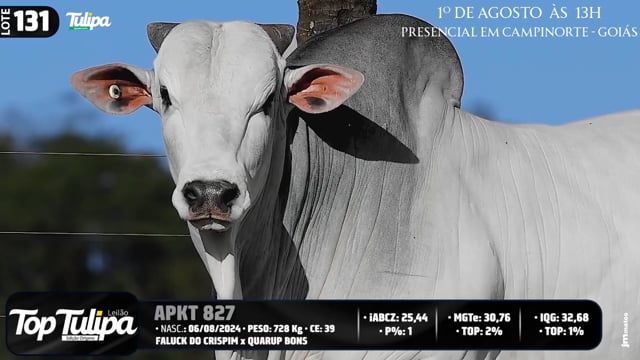Lote 131