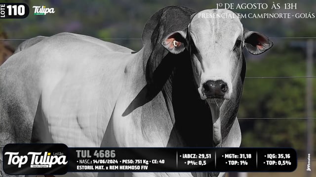 Lote 110