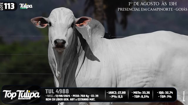 Lote 113