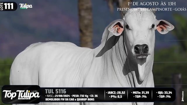 Lote 111