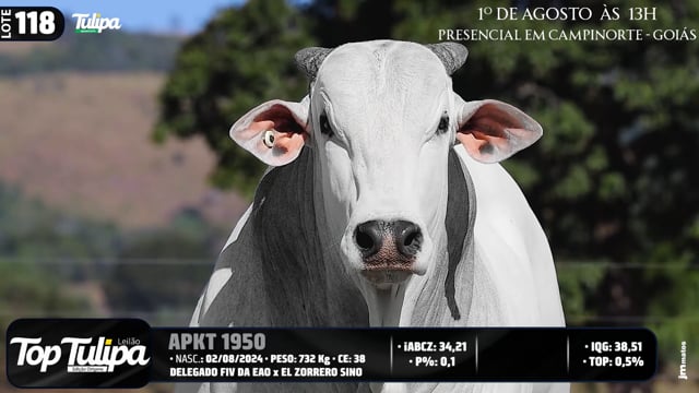 Lote 118