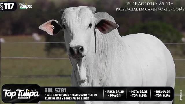 Lote 117