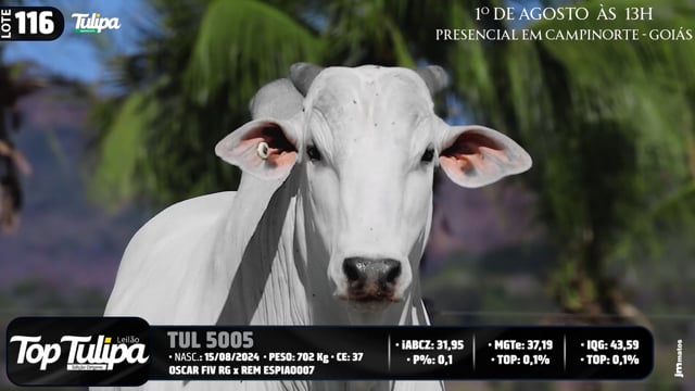 Lote 116