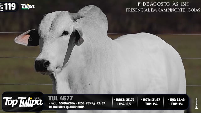 Lote 119