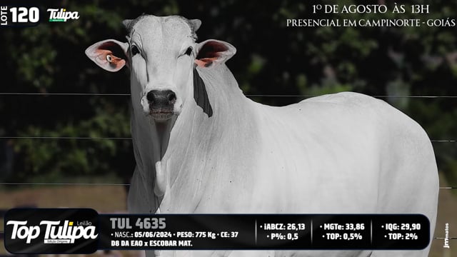 Lote 120