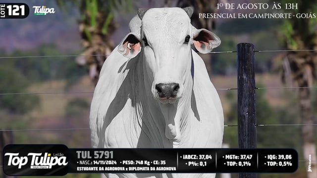 Lote 121