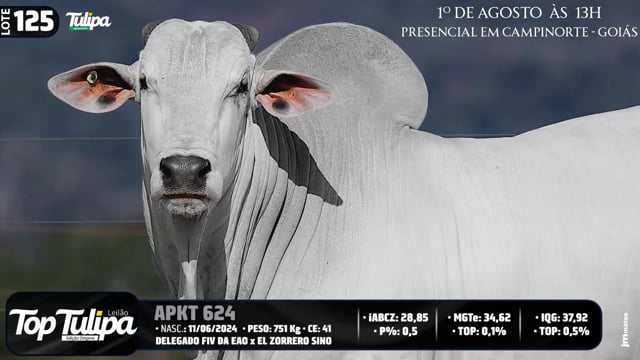 Lote 125