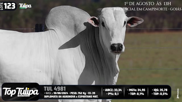 Lote 123