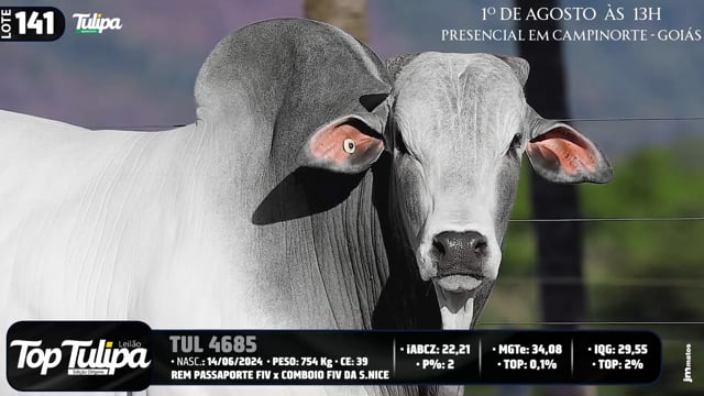 Lote 141