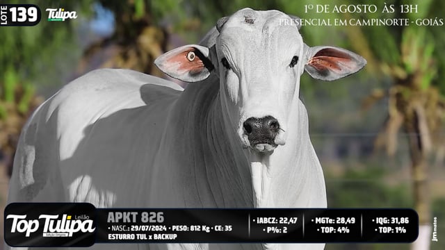 Lote 139