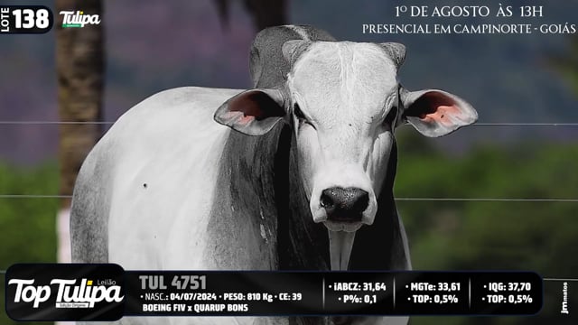 Lote 138