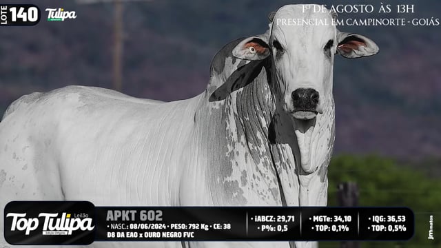 Lote 140