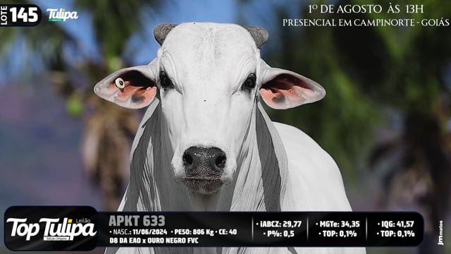 Lote 145