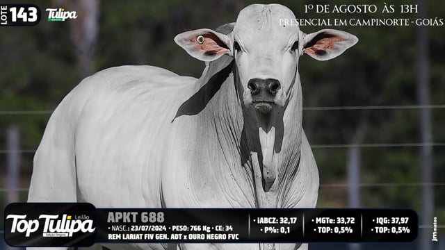 Lote 143