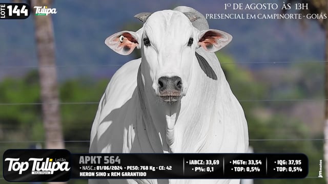 Lote 144