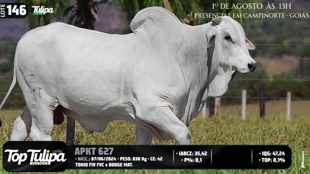 Lote 146