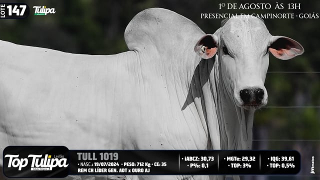 Lote 147