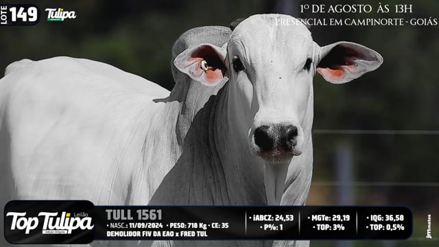 Lote 149
