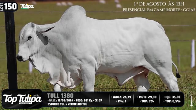 Lote 150