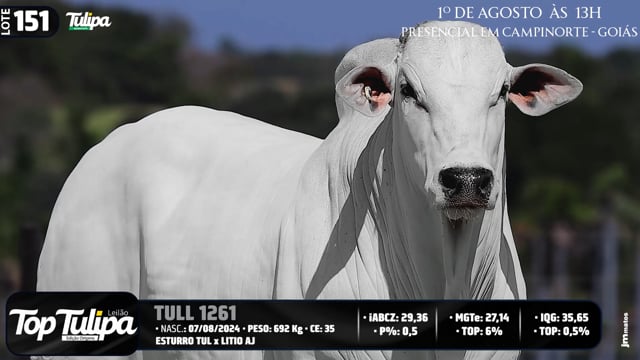 Lote 151