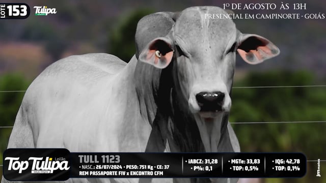 Lote 153