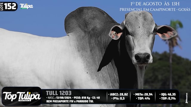 Lote 152