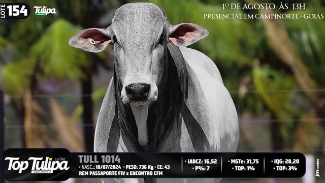 Lote 154