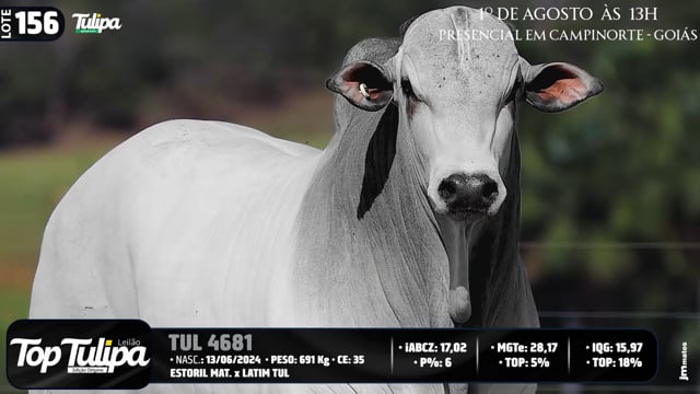 Lote 156