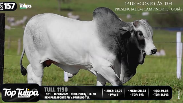 Lote 157