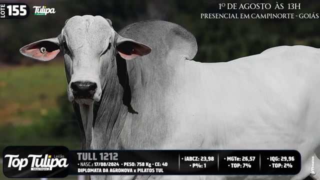 Lote 155