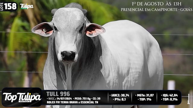 Lote 158