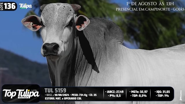 Lote 136