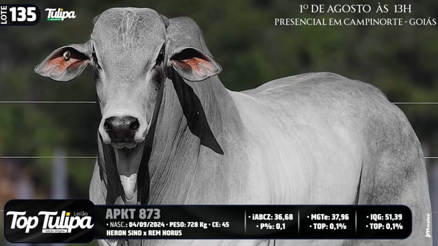 Lote 135