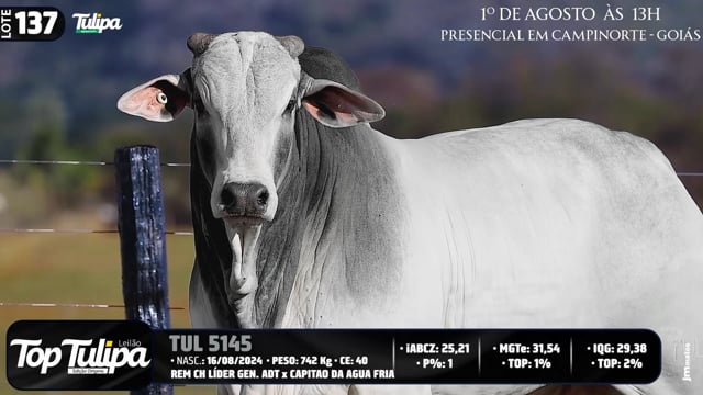 Lote 137