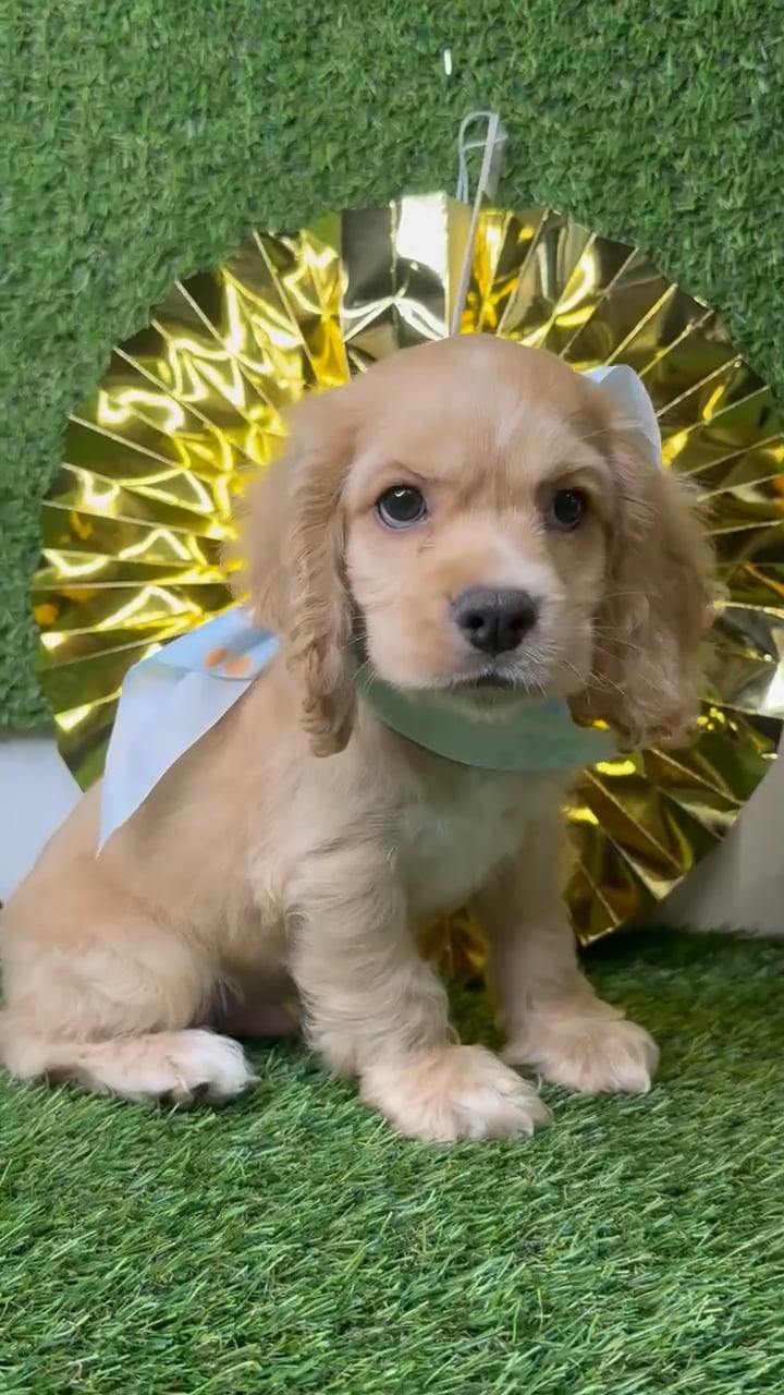 Male Cocker Spaniel puppy named Cobbler for sale at Puppy Dreams - Idaho. video thumbnail
