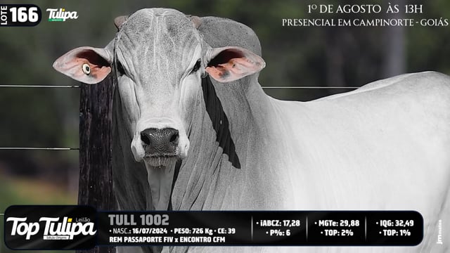 Lote 166