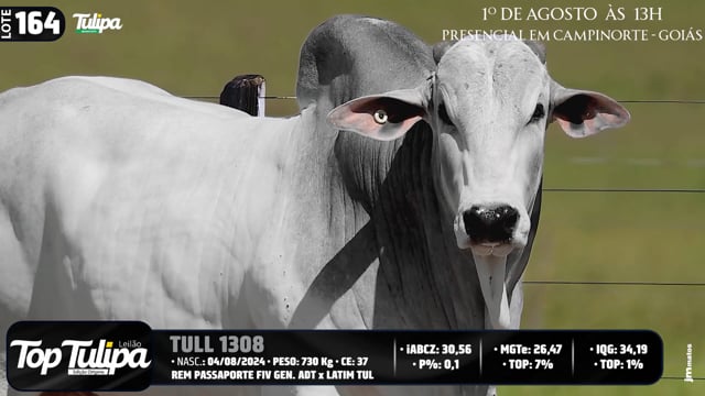 Lote 164