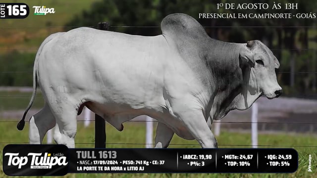 Lote 165